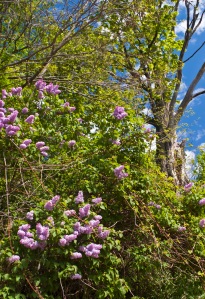 Michigan lilacs